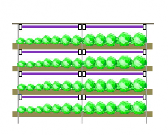 紫外線除草効果－紫外線灯の活用法