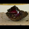 岩石の加熱・溶解・ガラス化シリーズ24　橄欖石(Olivine)1-ハロゲンポイントヒーターの活用法ビデオ