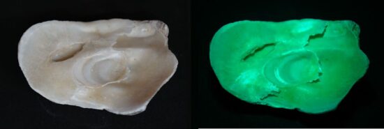 牡蠣の貝殻の真珠層